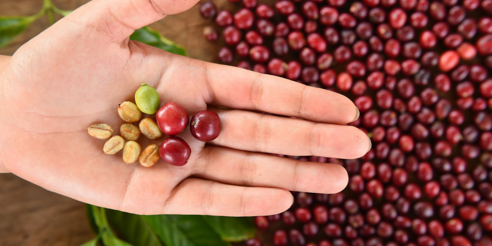 How is Coffee Processed?