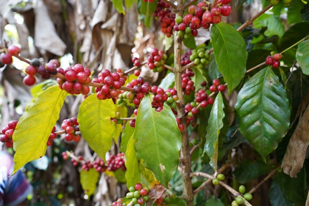 Honduras Origin Trip: A Closer Look