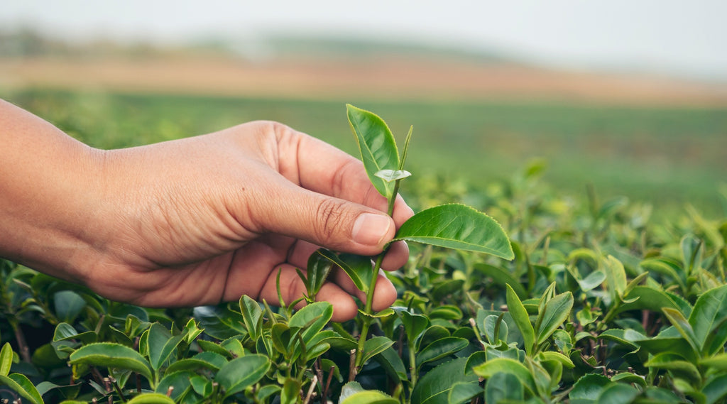 How is Tea Grown and Graded?