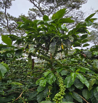 Honduran Finca La Bonita Giselle Solórzano