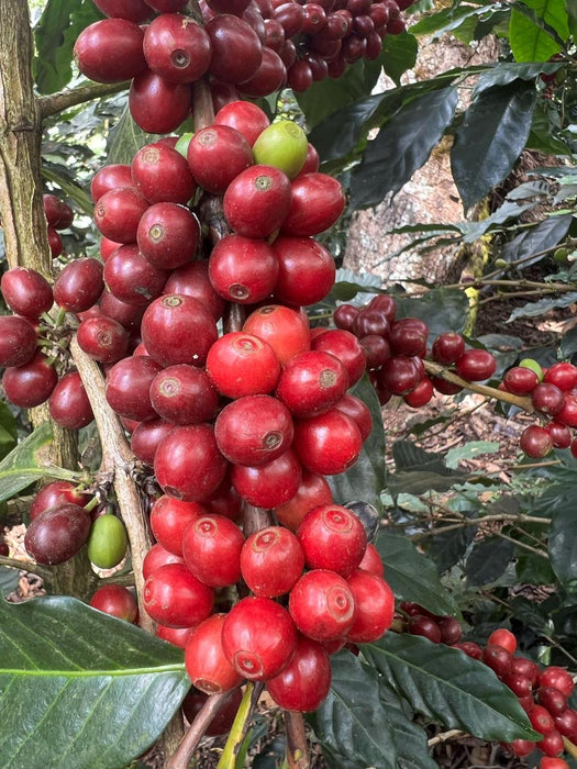 Honduran Min & Leo Finca Los Lirios