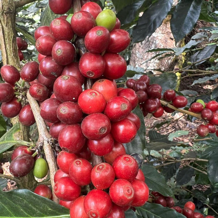Honduran Min & Leo Finca Los Lirios